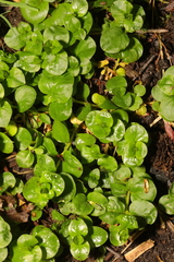 Chrysosplenium oppositifolium