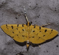 Phaedropsis stictigramma