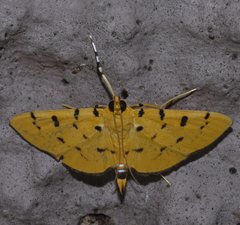 Phaedropsis stictigramma