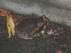Kaloula pulchra