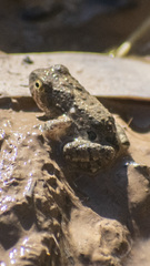 Pleurodema cinereum