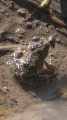Pleurodema cinereum