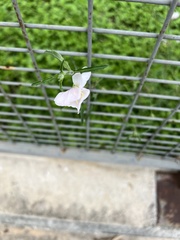 Convolvulus equitans