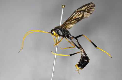 Habronyx magniceps