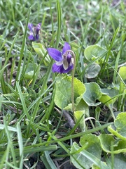 Viola odorata