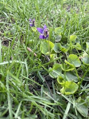 Viola odorata