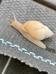 Bulimulus bonariensis