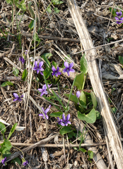 Viola irinae
