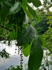 Pterocarya fraxinifolia