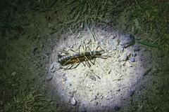 Peruphasma pentlandi