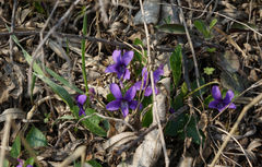 Viola irinae