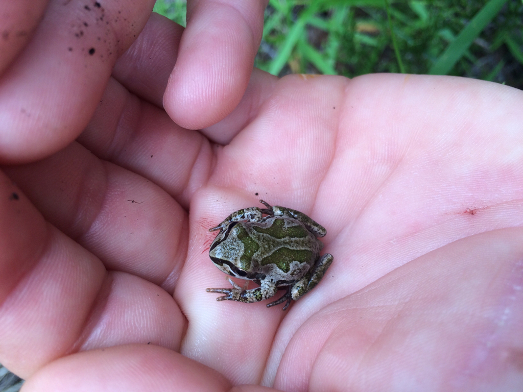 Strecker's Chorus Frog in May 2015 by Romey Swanson · iNaturalist