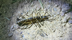 Peruphasma pentlandi