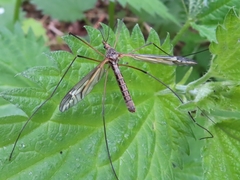 Tipula vittata