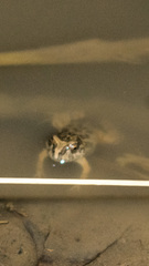 Pleurodema cinereum