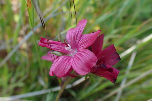 iNaturalist observation photo of checkerbloom