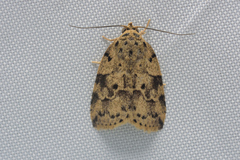 Giaura multipunctata