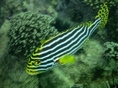 Plectorhinchus vittatus