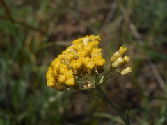 Helichrysum italicum