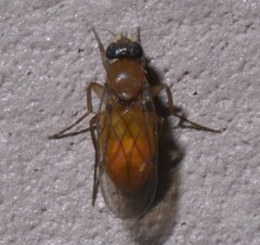 Metopininae