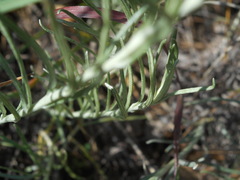 Helichrysum italicum