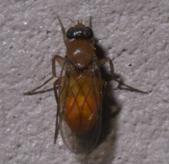 Metopininae