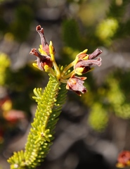 Erica brachialis