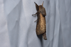 Phragmataecia fusca