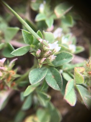 Trifolium scabrum