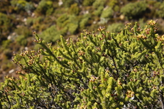 Erica brachialis