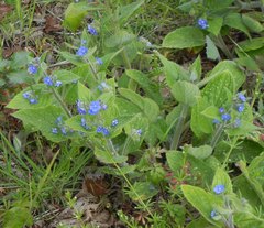 Pentaglottis sempervirens