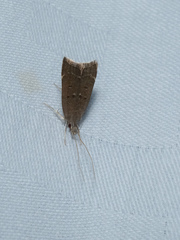 Torodora gemella