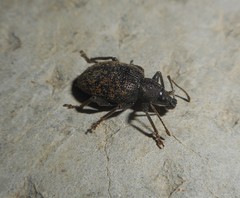 Curculionidae