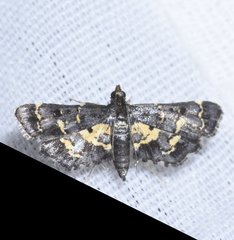 Eurrhyparodes lygdamis
