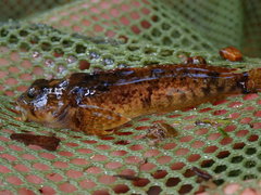 Cottus immaculatus