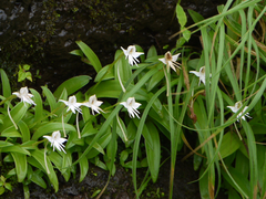 Habenaria rariflora