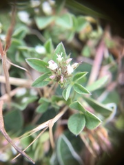 Trifolium scabrum