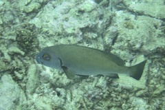 Plectorhinchus gibbosus