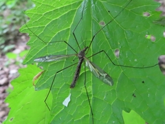 Tipula vittata