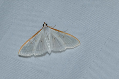 Palpita warrenalis