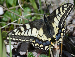 Papilio machaon aliaska
