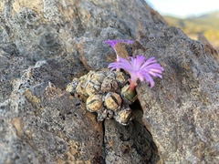 Conophytum ficiforme