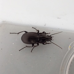 Abax parallelepipedus