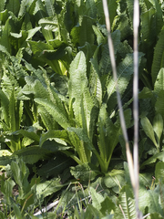 Dipsacus fullonum