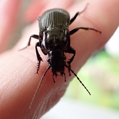Abax parallelepipedus