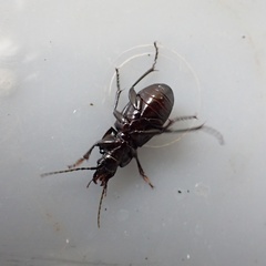 Abax parallelepipedus