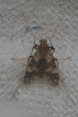 Psectrotanypus varius