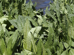 Dipsacus fullonum