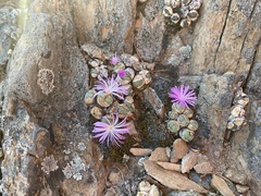 Conophytum ficiforme