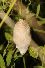 Tenodera superstitiosa